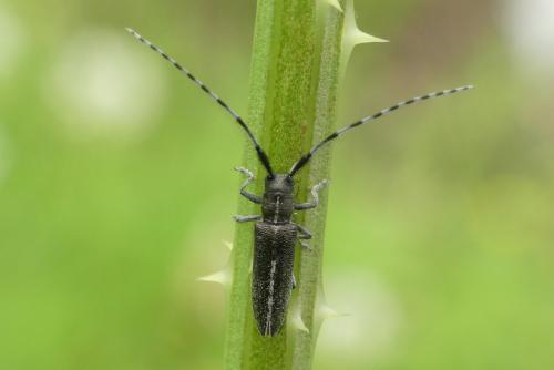 Agapanthia cardui